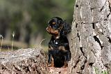 KING CHARLES SPANIEL 146